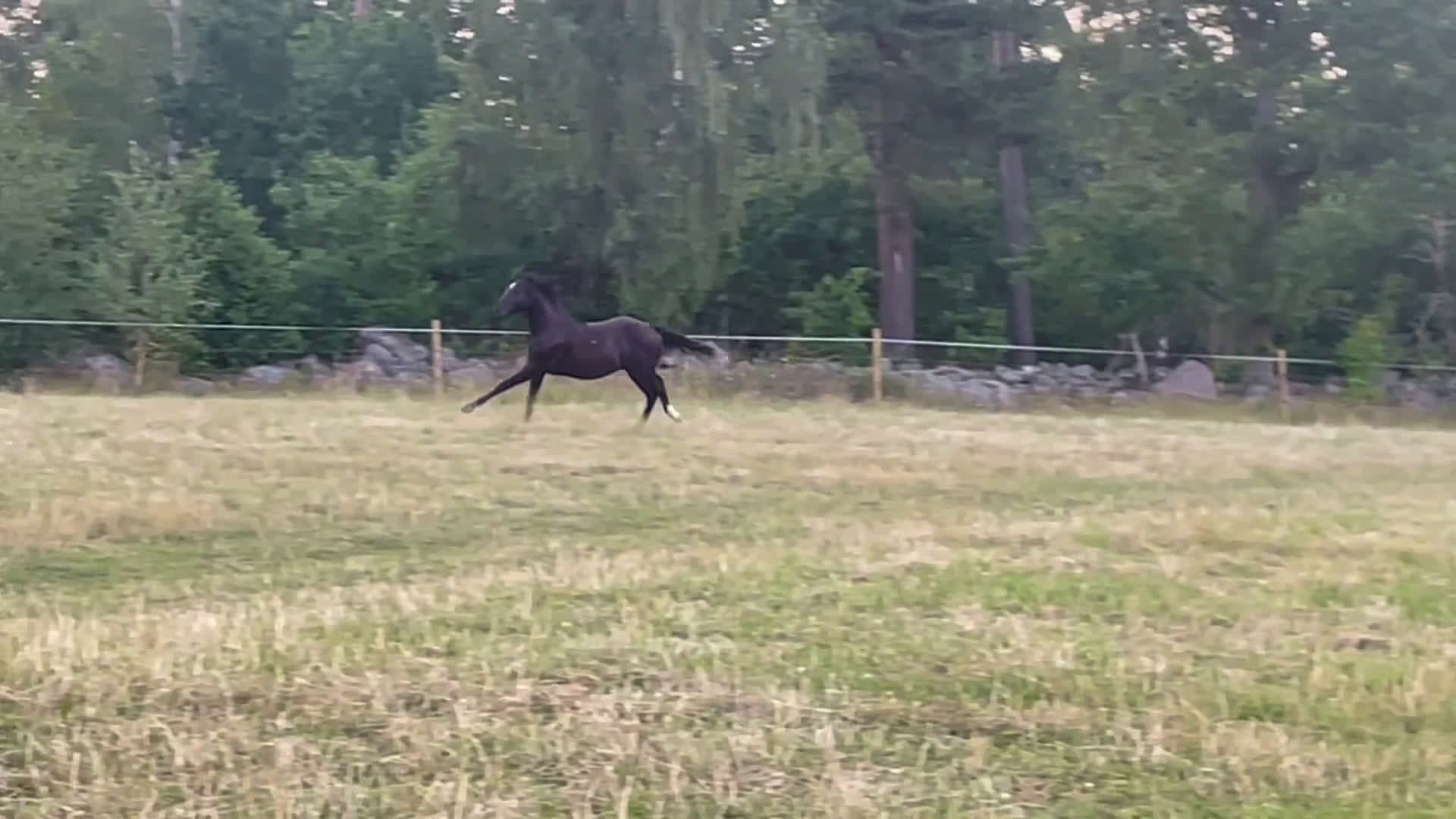 Western hästar till salu: Framtida Reining/cowhorse 💫  i Hjo - Video 1