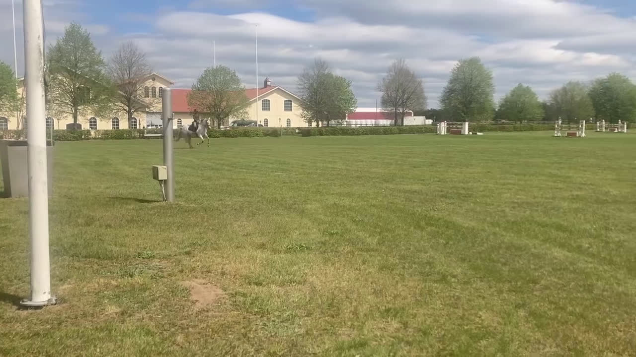 Dressyr hästar till salu: Vackert PRE sto för dressyr/avel - Video 2