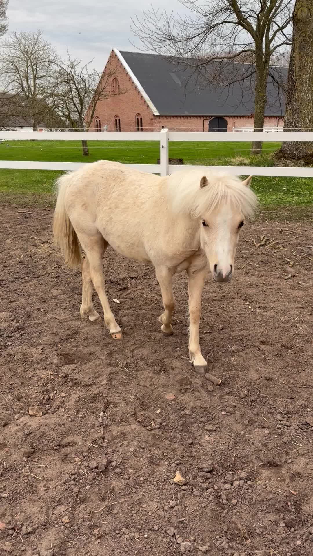 Allround hästar till salu: Isabellfärgat 1-årigt sto i Vallberga - Video 2