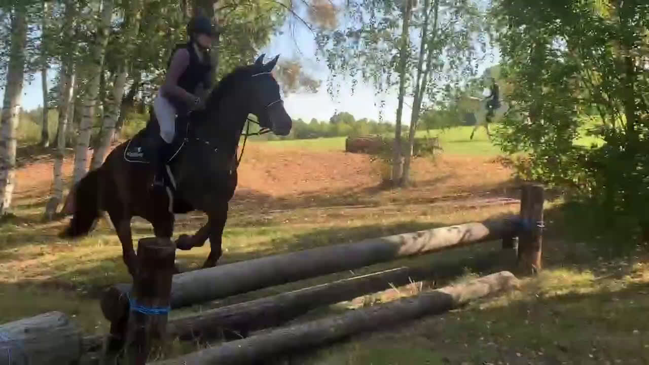 Hoppning hästar till salu: Starias Xlnt Tortellini i Gävle - Video 4