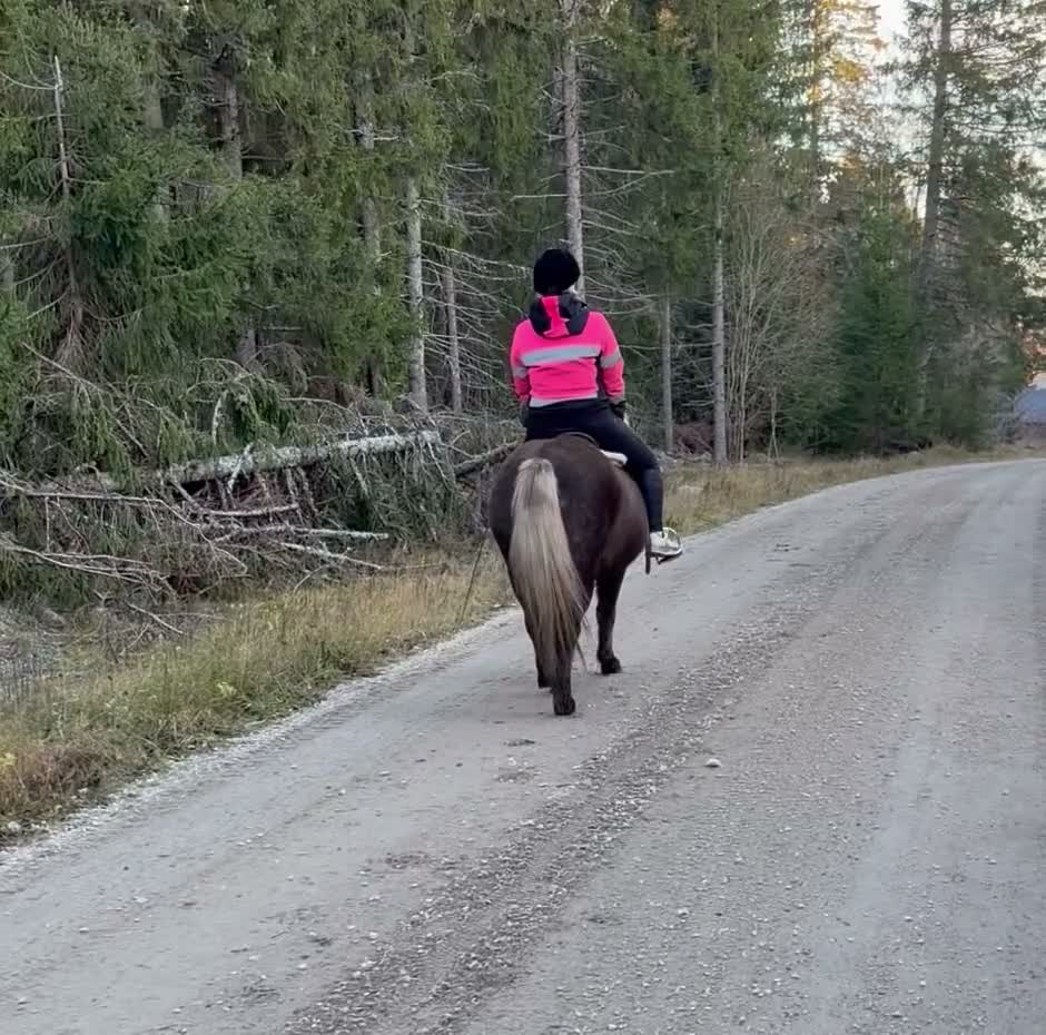 Island hästar till salu: Barnkär B-ponny - Video 1