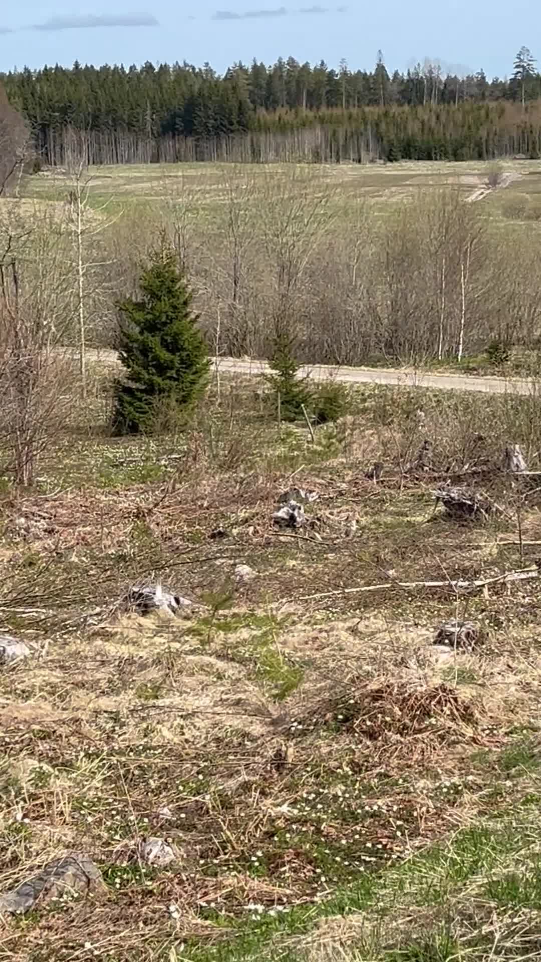 Island hästar till salu: Trevlig islandshäst söker sin egen människa - Video 3