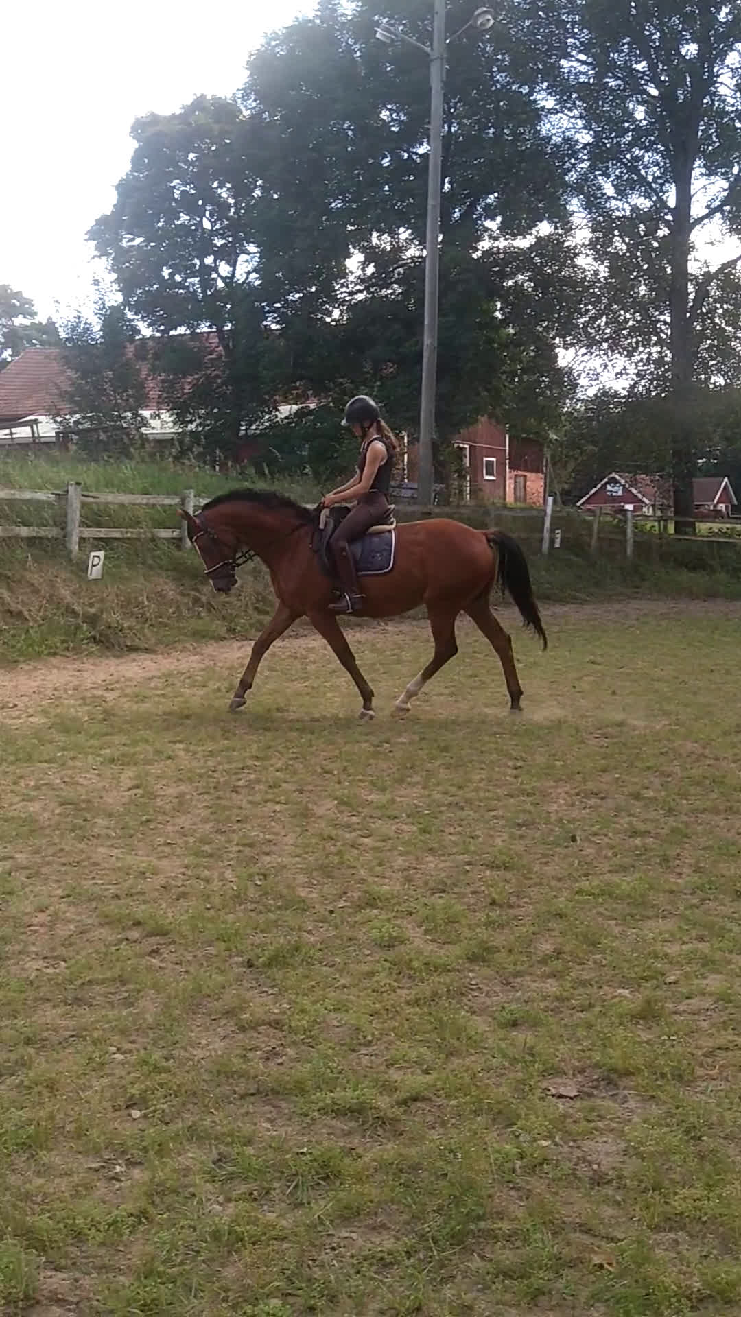 Dressyr hästar till salu: SWB valack i Tidan - Video 2