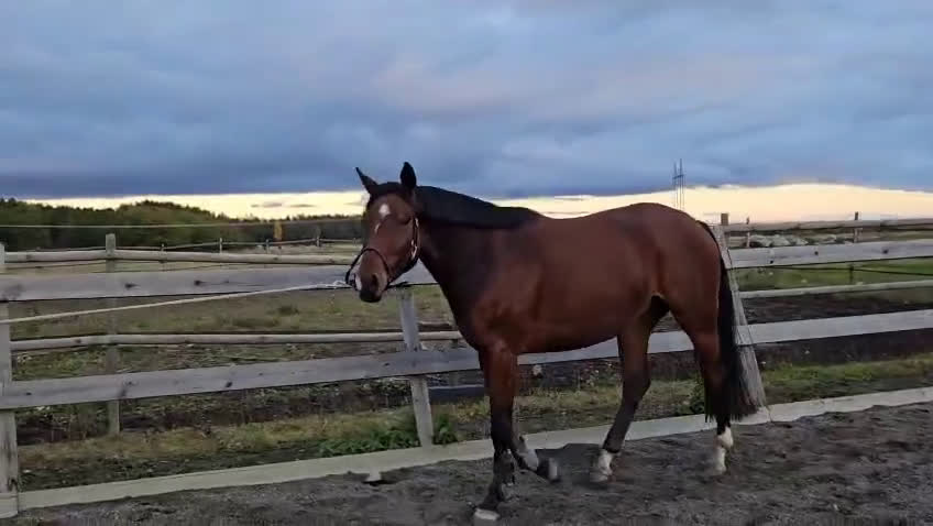 Hoppning hästar till salu: Tävling, hobby eller verksamhet i Enköping - Video 2