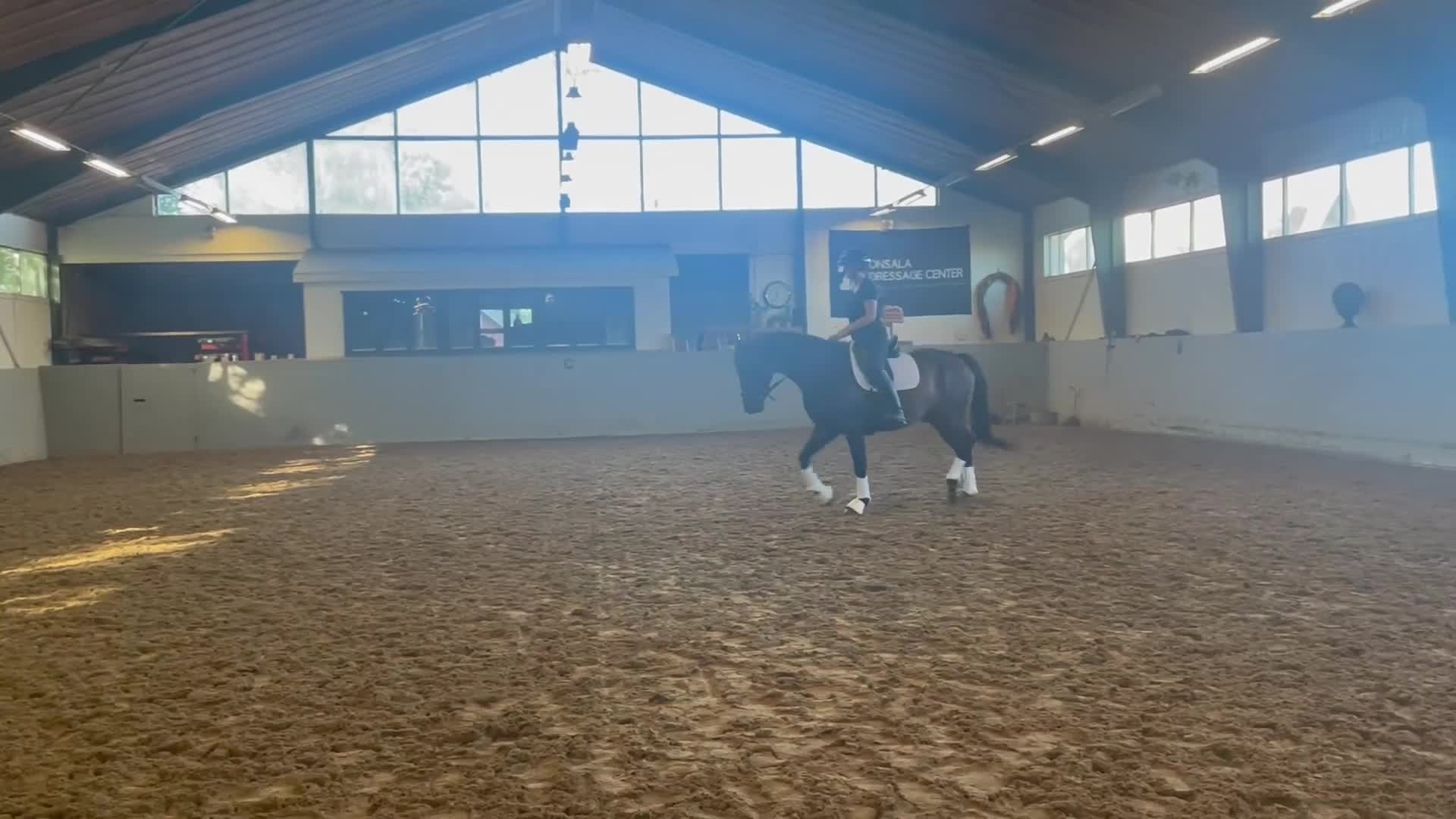 Dressyr hästar till salu: Lovande Dressyrhäst i Onsala - Video 3