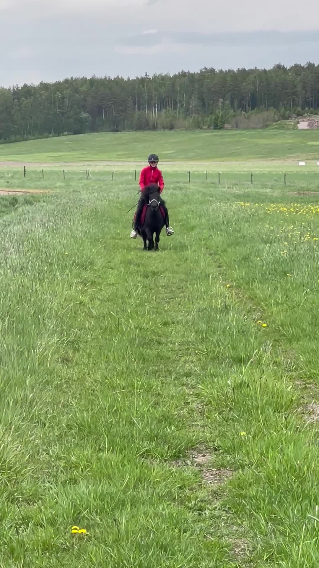Allround hästar till salu: Bästa barnponnyn! - Video 1