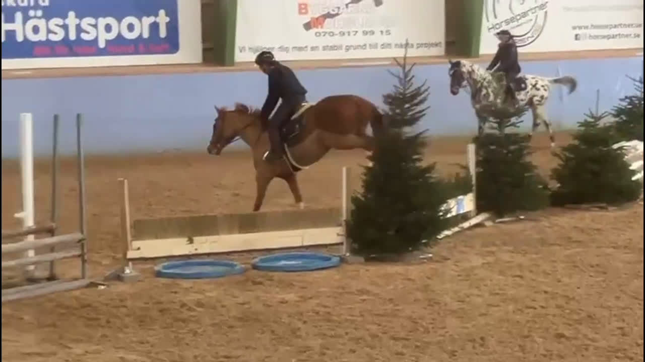 Allround hästar till salu: Trevlig valack 6 år - allround/fälttävlan - Video 5