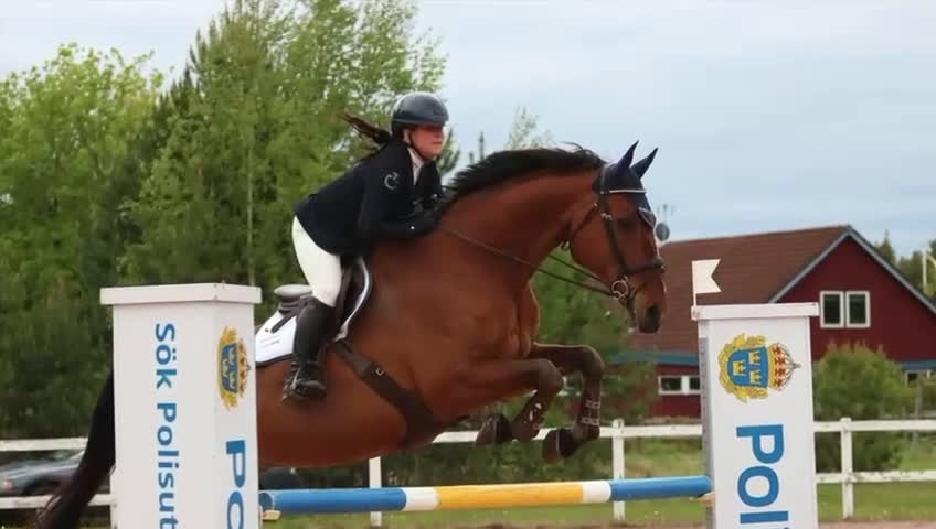 Hoppning hästar till salu: SWB valack i Orsa - Video 1