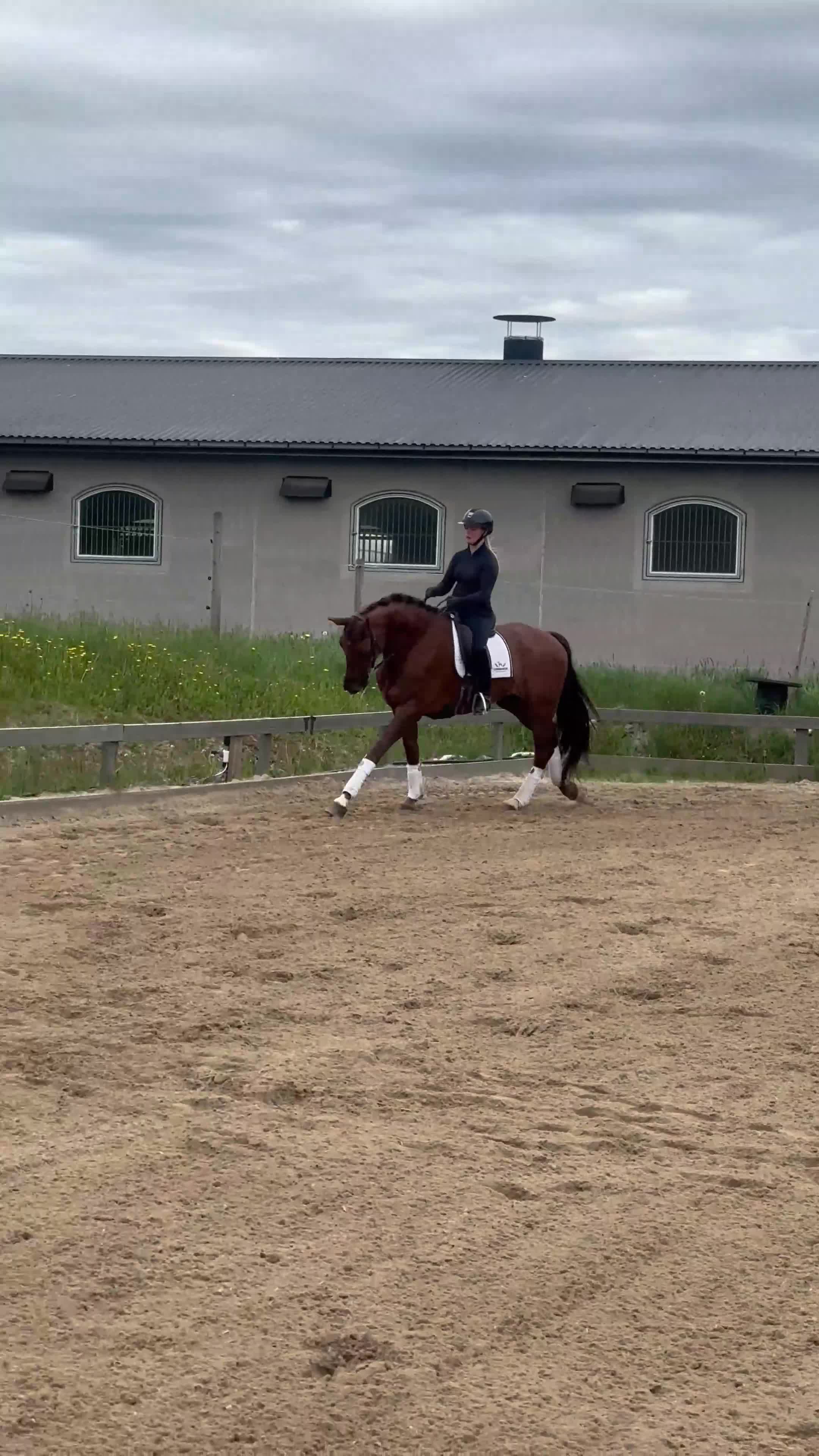 Allround hästar till salu: Välstammad grön 7 åring  - Video 2
