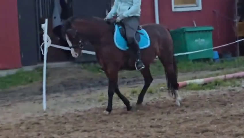 Allround hästar till salu: Fin ponny att fortsätta forma - Video 3