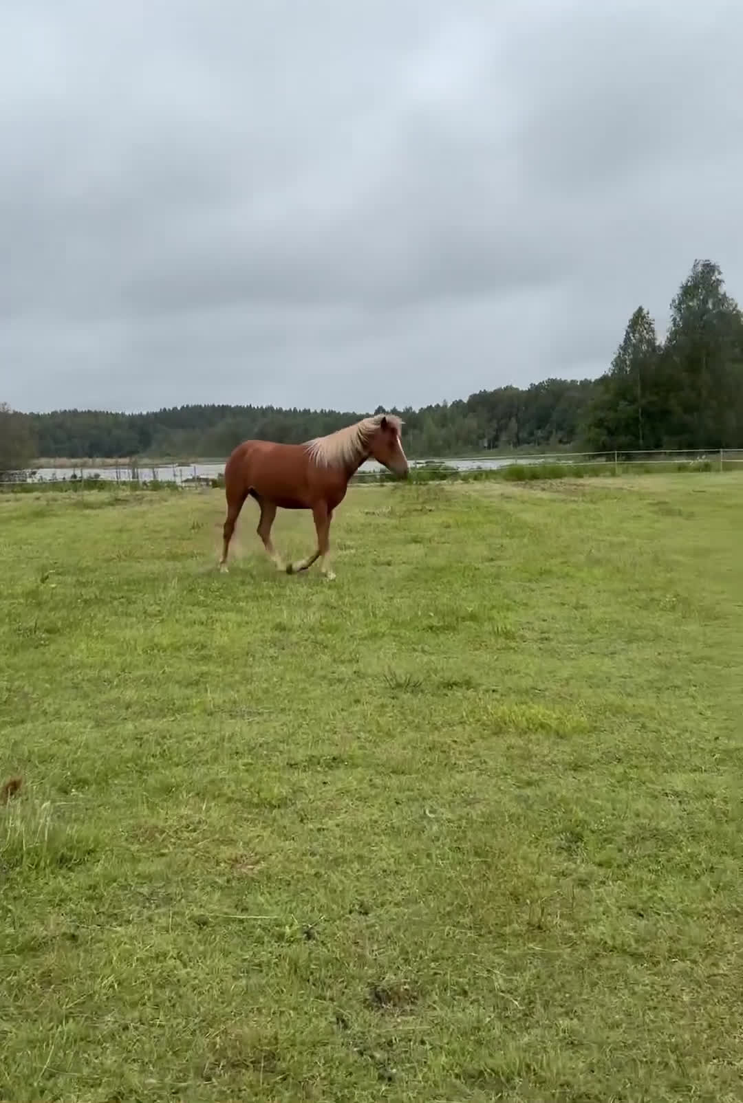Allround hästar till salu: Unik 3-åring med karisma - Video 1