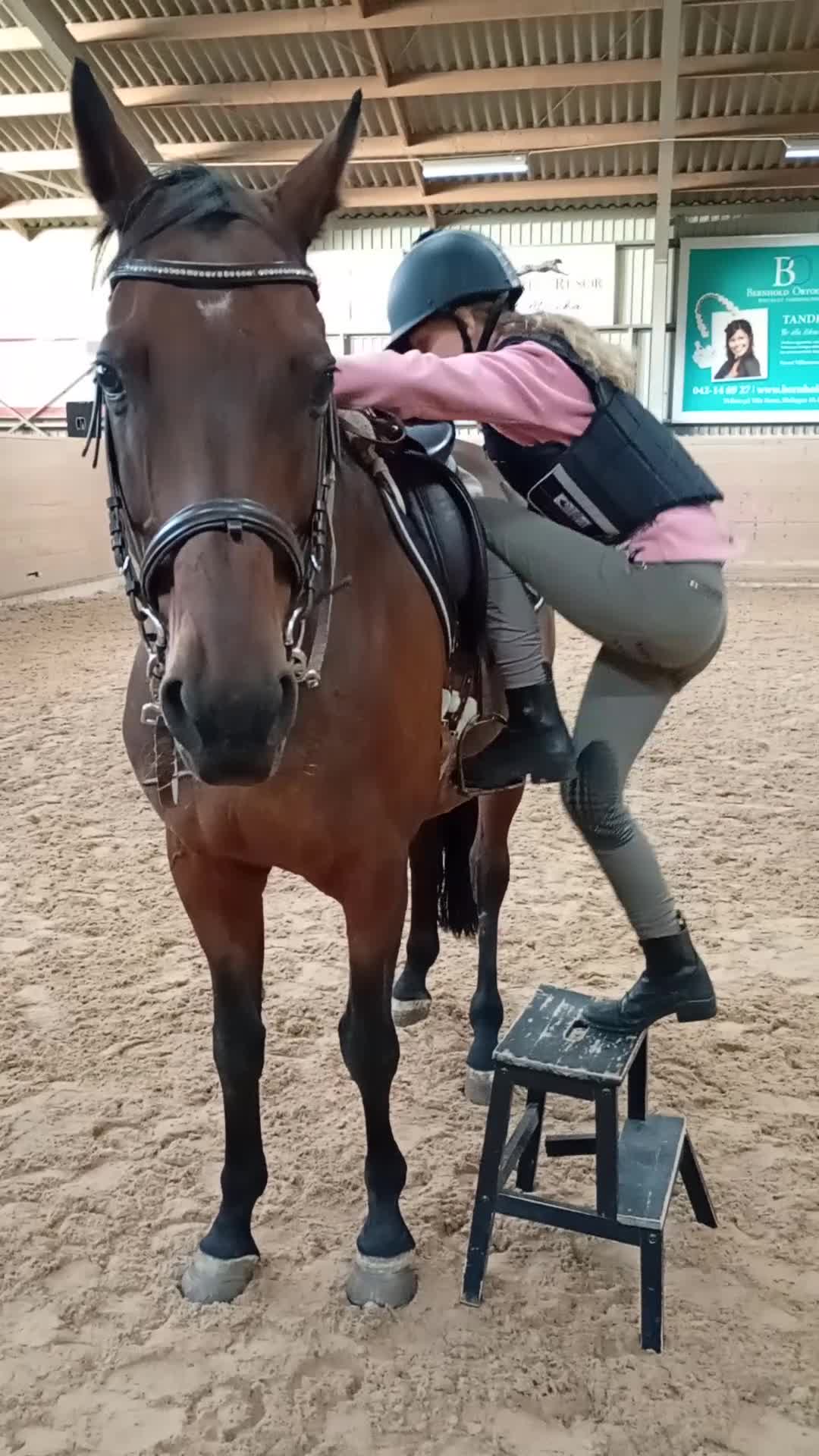 Allround hästar till salu: Välutbildad och trygg, i behov av rehab - Video 3