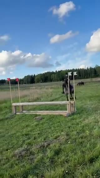Allround hästar till salu: Rätt hem sökes till vår kompis - Video 1