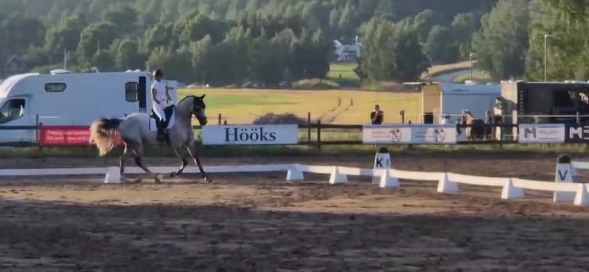 Dressyr hästar till salu: Till rätt hem - Video 1