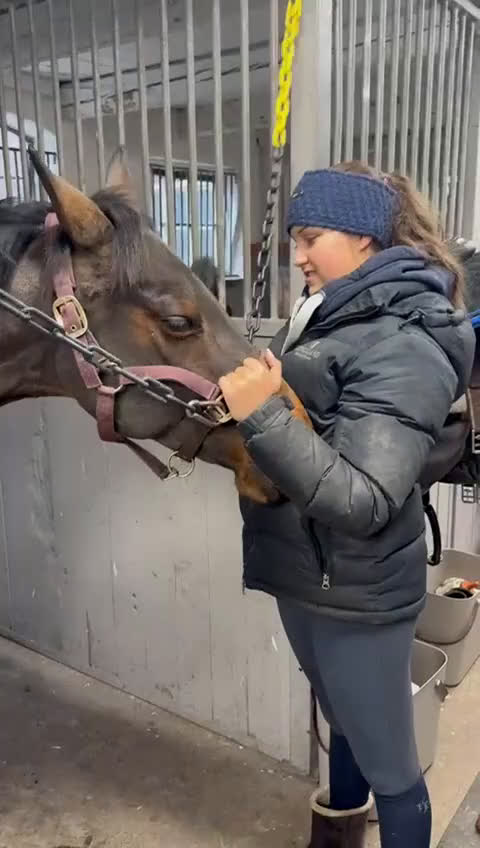 Hoppning hästar till salu: Världens bästa vän och tävlingskamrat! i Viken - Video 1