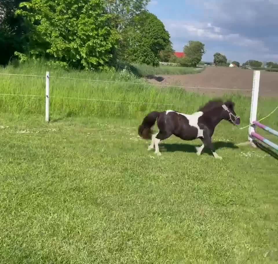 Övrigt hästar till salu: Gulliga lilla Sigrid 🌸 - Video 1