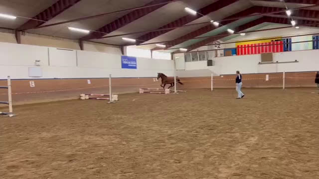 Hoppning hästar till salu: Nya stjärnan i ditt liv - Verona! - Video 3