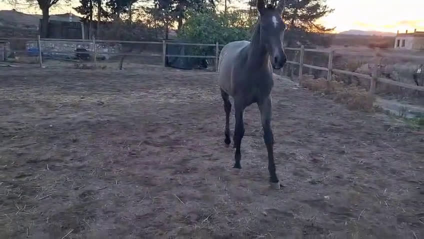 Allround hästar till salu: Fantastiskt trevlig PRE hingstföl! i Padul - Video 1