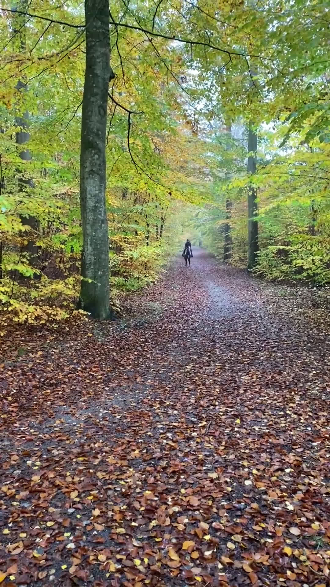 Hoppning hästar till salu: B-ponny med potential! i Sölvesborg - Video 2