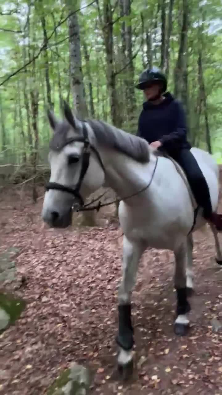  foderhäst finnes: Fint litet sto - Video 3
