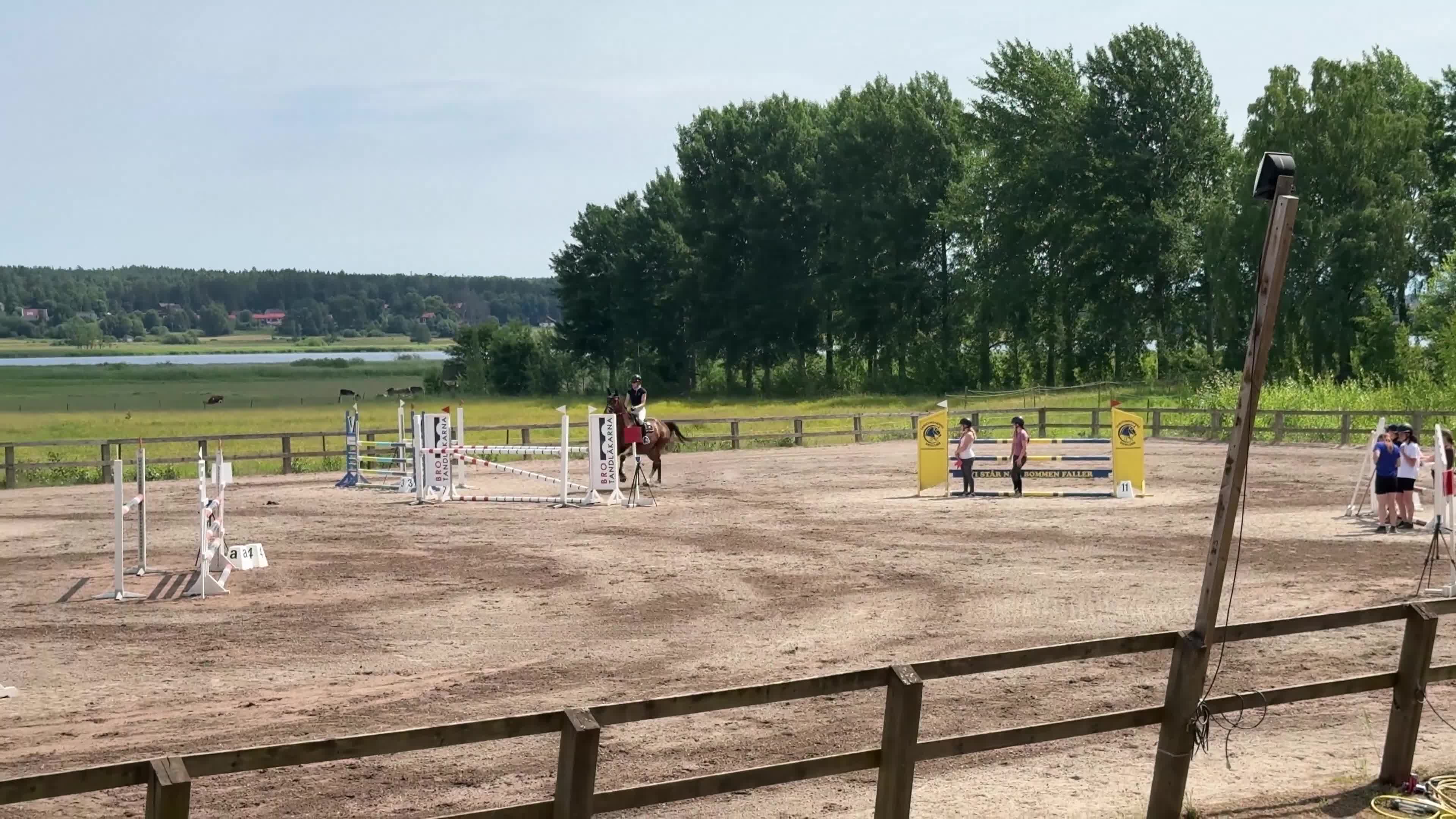 Hoppning hästar till salu: Maffig sporthäst - Video 1