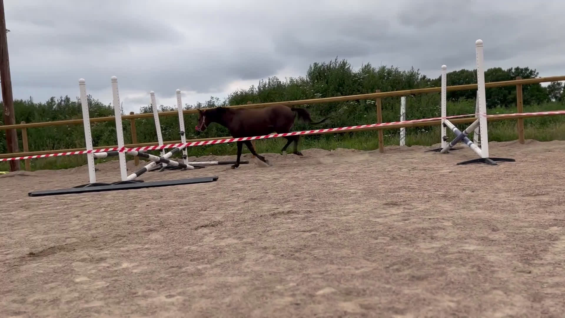 Allround hästar till salu: Ungponny att utvecklas med 🌸 i Gislaved - Video 1