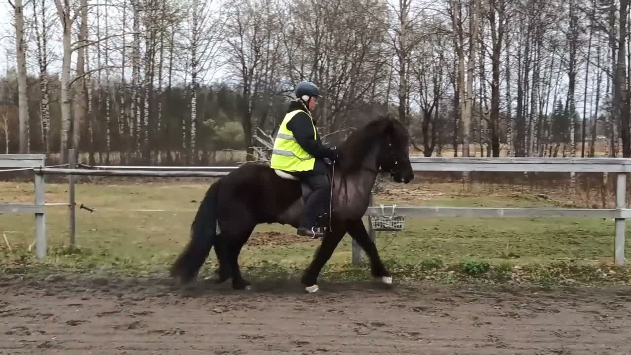 Island hästar till salu: Utlånas på foder för senare köp. - Video 1