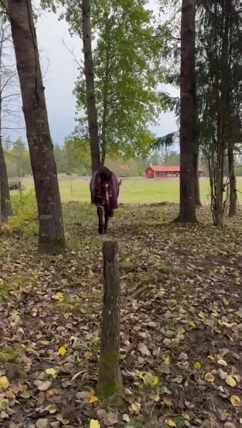 Allround hästar till salu: One in a million, vår älskade ponny söker sitt hem i Ärla - Video 3