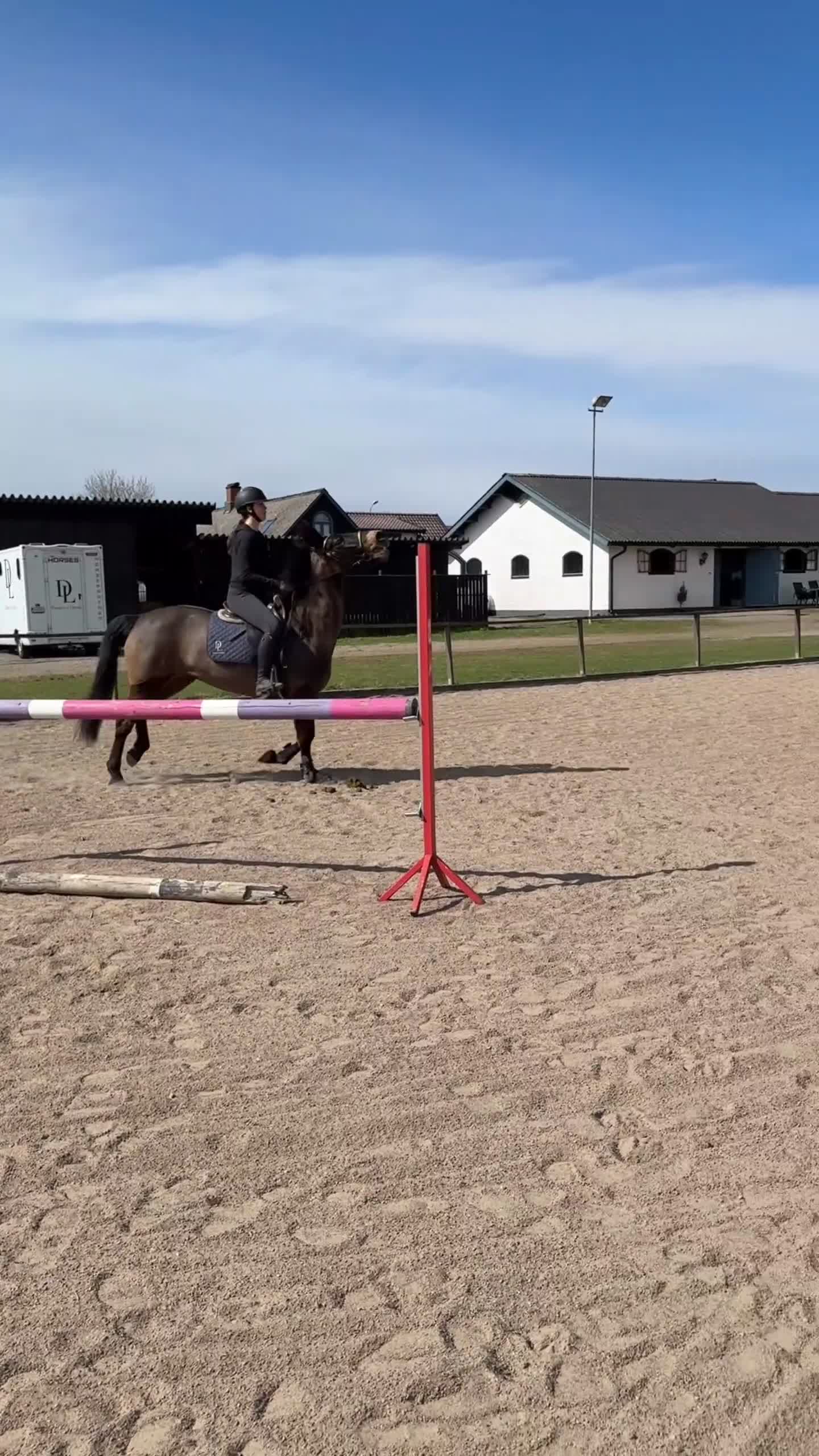 Hoppning hästar till salu: Försiktigt sto med hjärta av guld! - Video 1