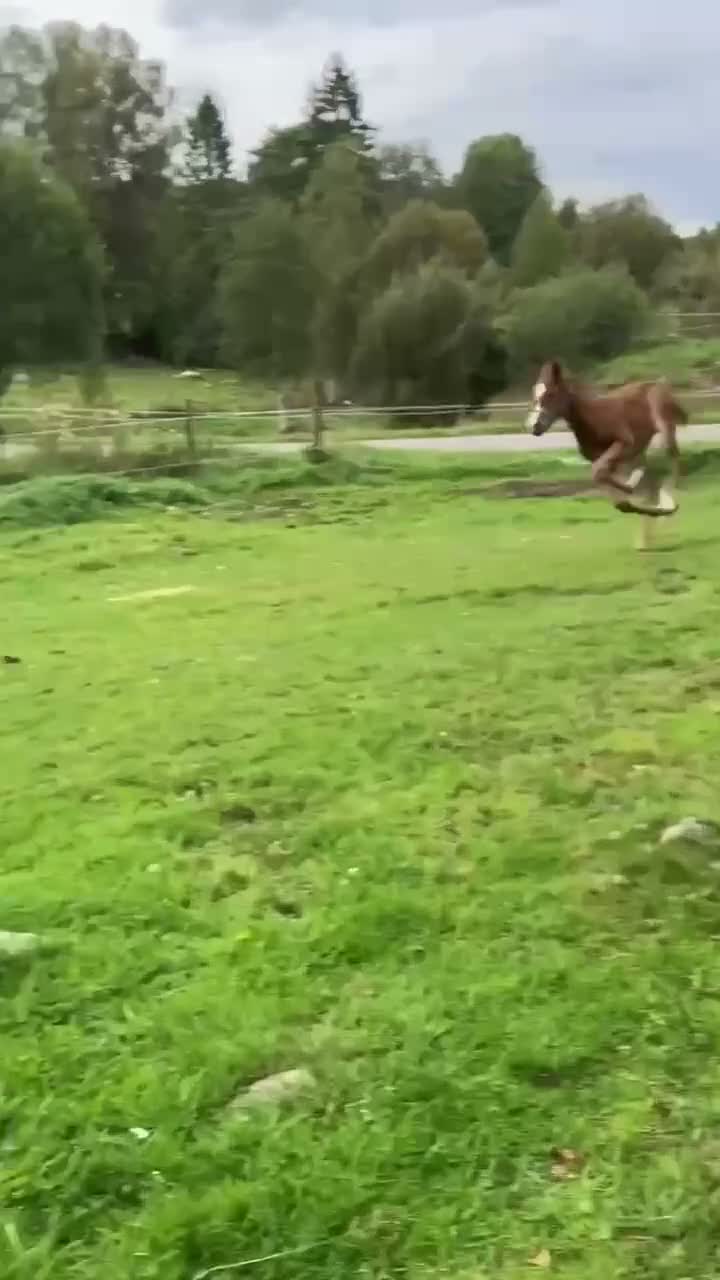 Western hästar till salu: Tävlingsämne för reining/koklasser - Video 2