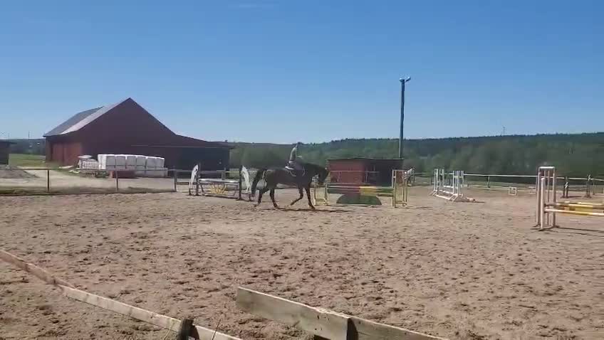 Allround hästar till salu: Allround Kille - Video 1