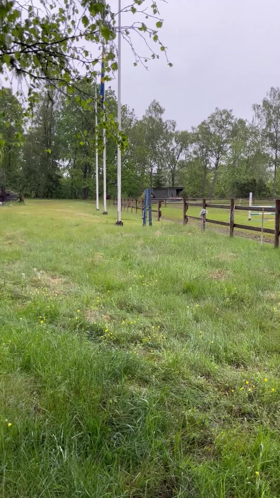 Fälttävlan hästar till salu: Fälttävlansponny - Video 3
