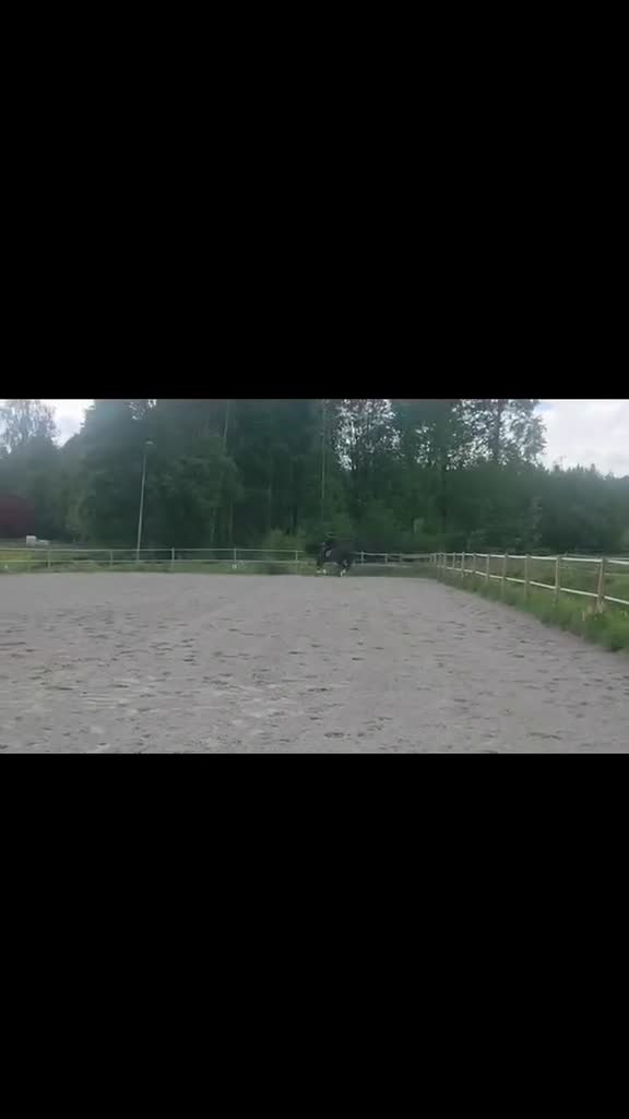 Dressyr hästar till salu: Fantastisk läromästare - Video 1