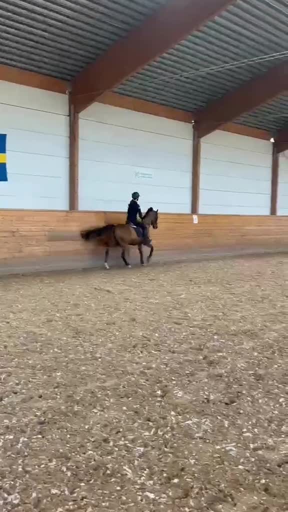 Hoppning hästar till salu: Snäll sportponny - Video 4