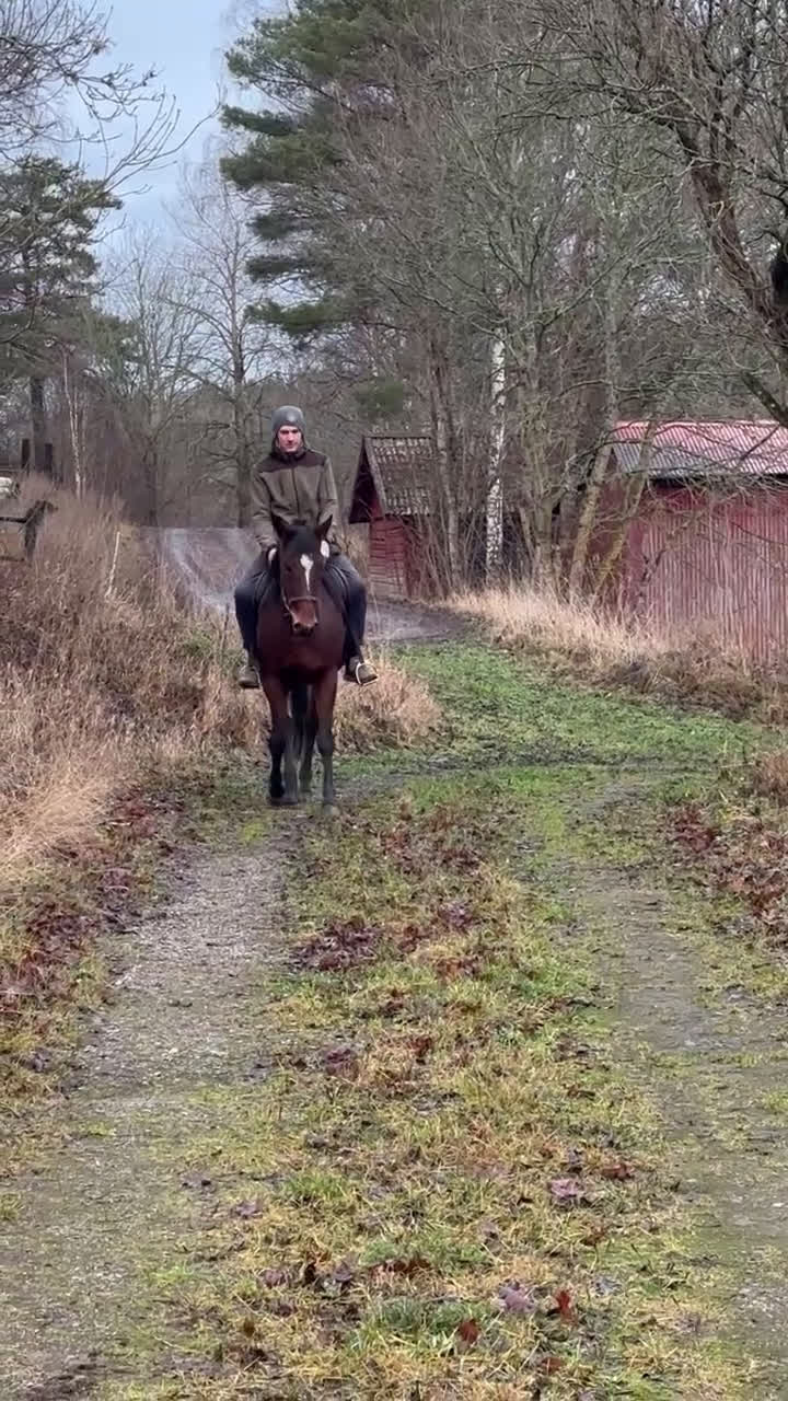 Sällskap hästar till salu: En häst med hjärta söker sitt hem! i Bromma - Video 1