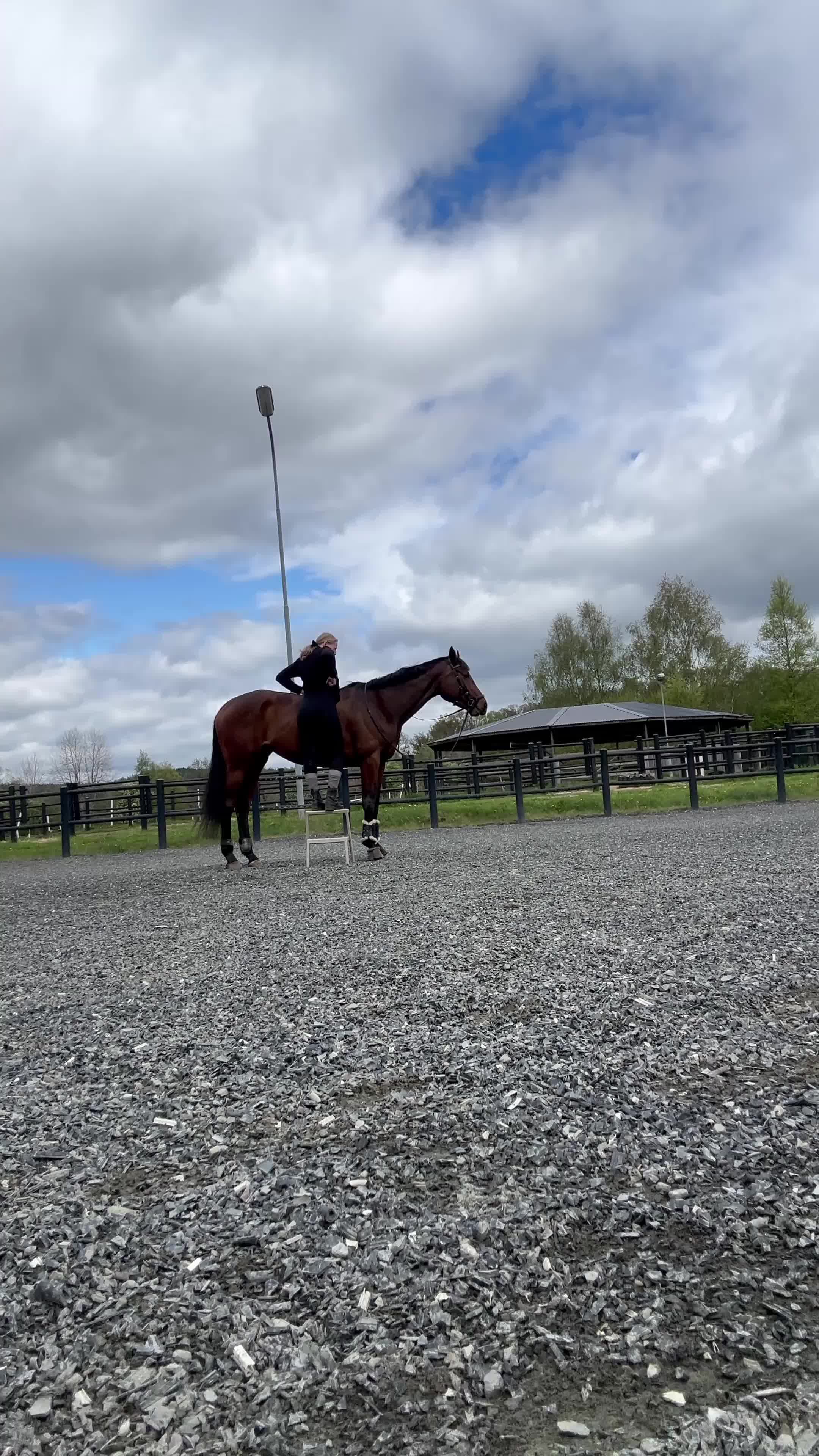Allround hästar till salu: Underbart sto som du kan forma själv - Video 2