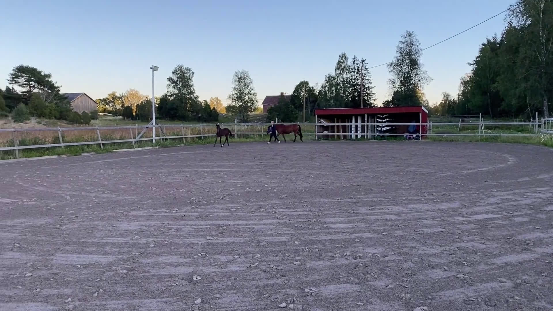 Fälttävlan hästar till salu: Hingstföl efter Converse All Star, A1 försäkrad i Alunda - Video 1