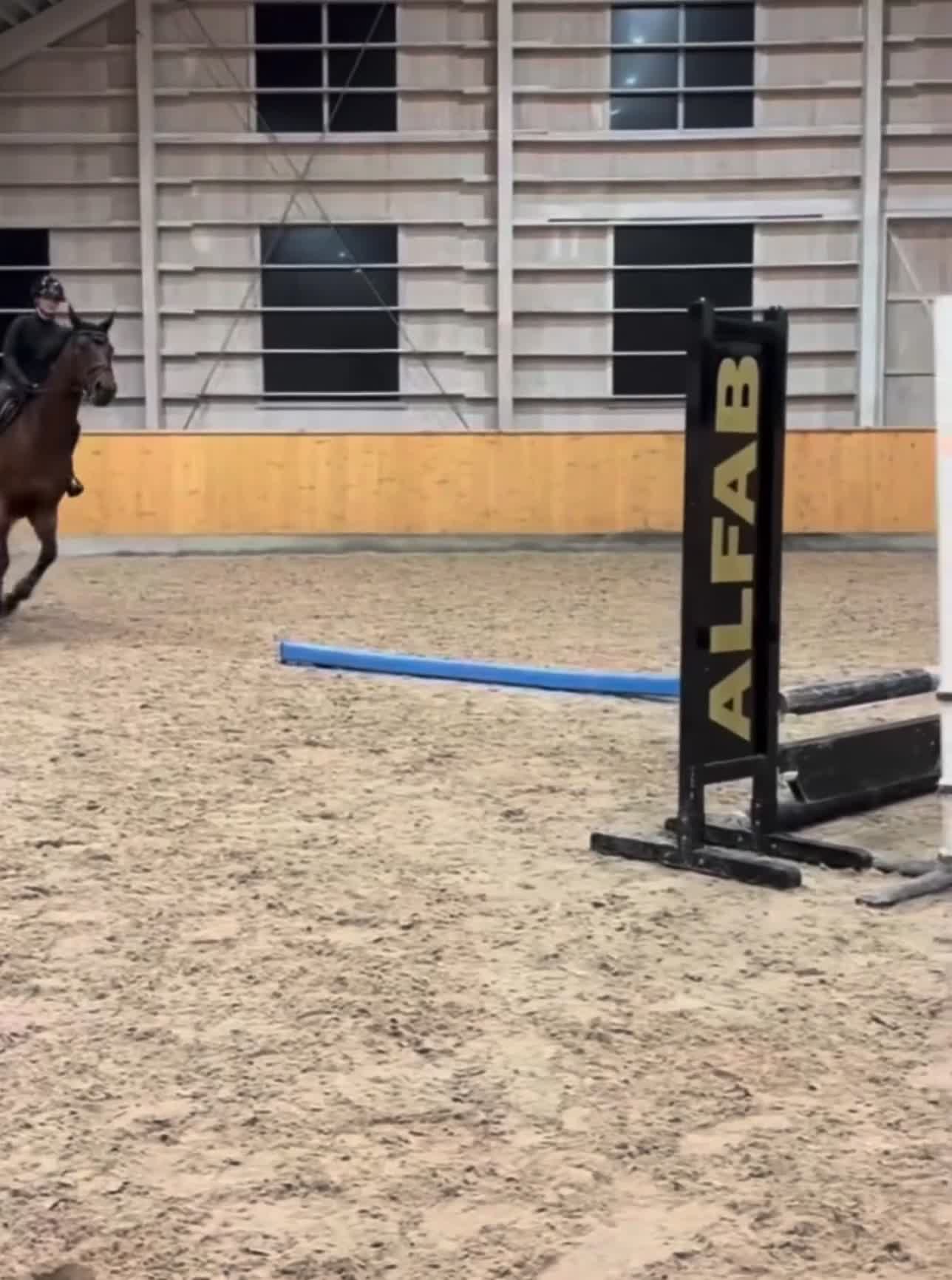 Hoppning hästar till salu: Charmig allroundhäst med mycket att erbjuda! - Video 4