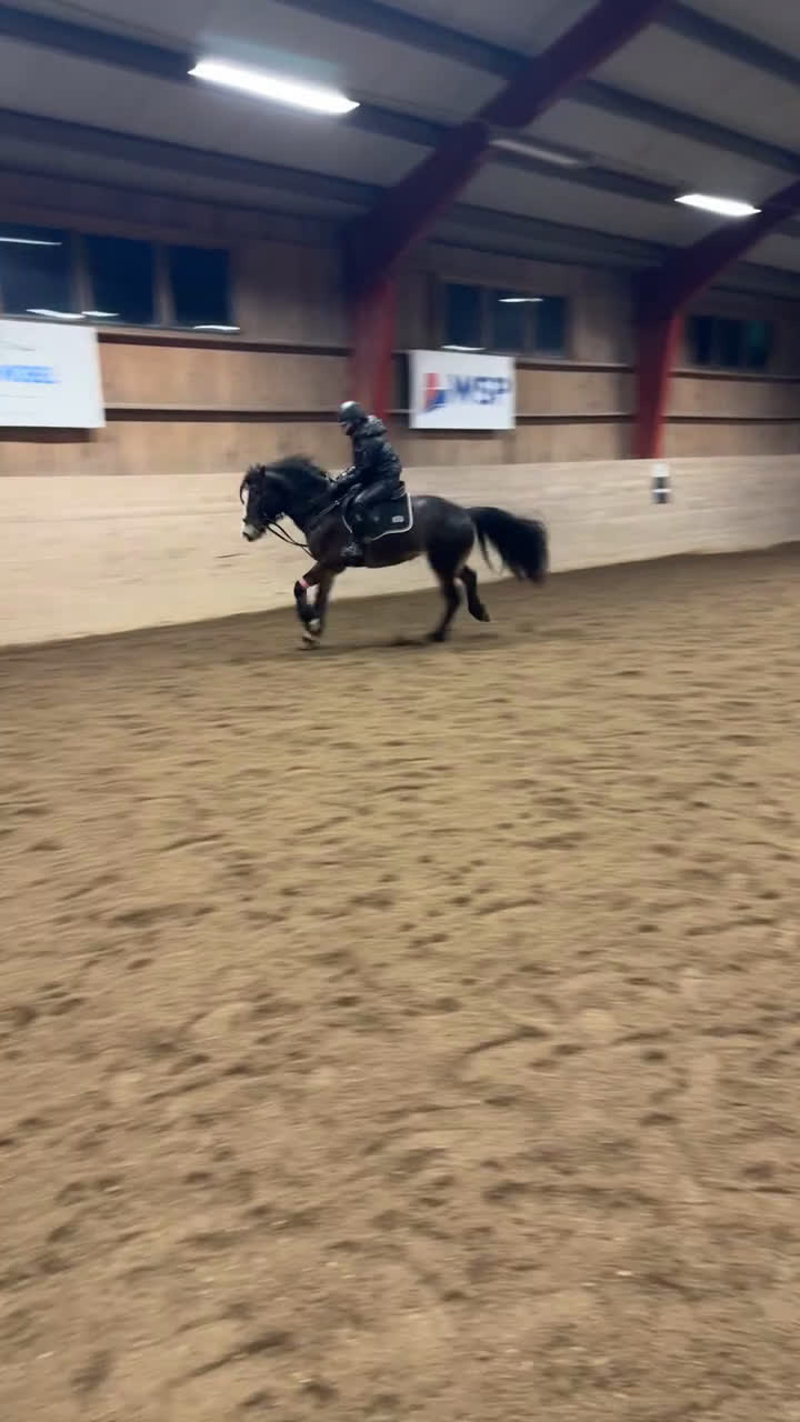 Allround hästar till salu: Snygga Bläsen - hoppar villigt! - Video 3