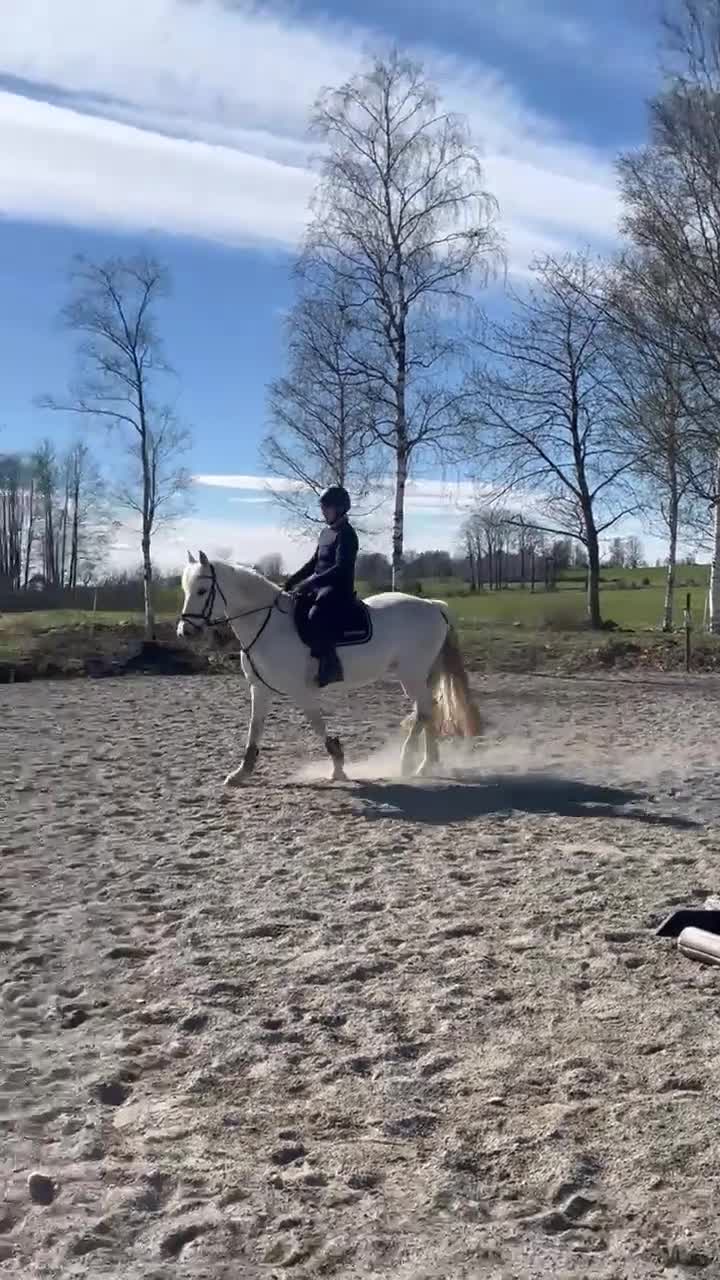 Sällskap hästar till salu: Fantastisk fin & trevlig Mor-dotter ponny ❤️ - Video 4
