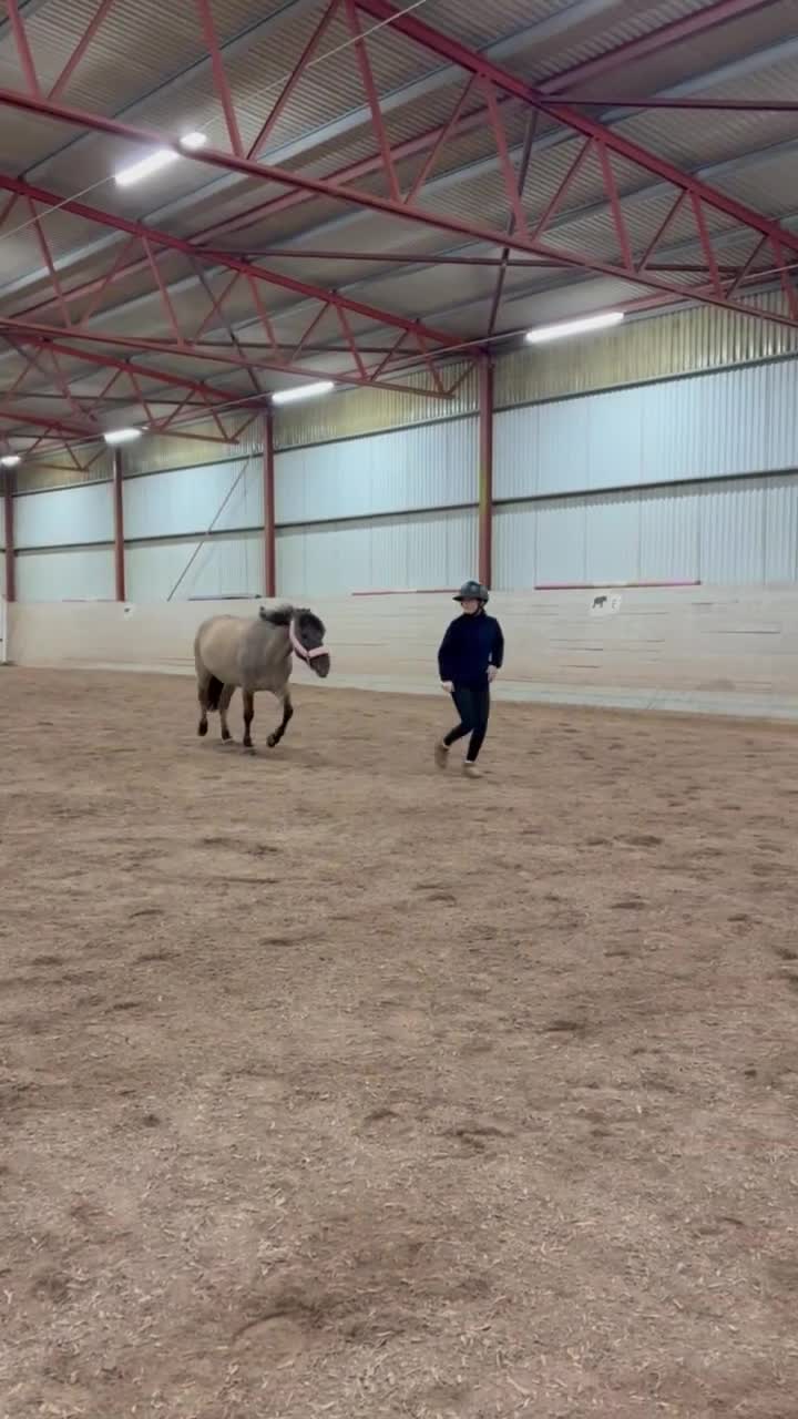 Allround hästar till salu: Energisk positiv konik ponny  - Video 2