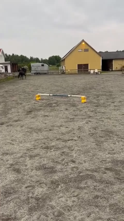 Dressyr hästar till salu: Vackert dressyrsto i Frillesås - Video 2