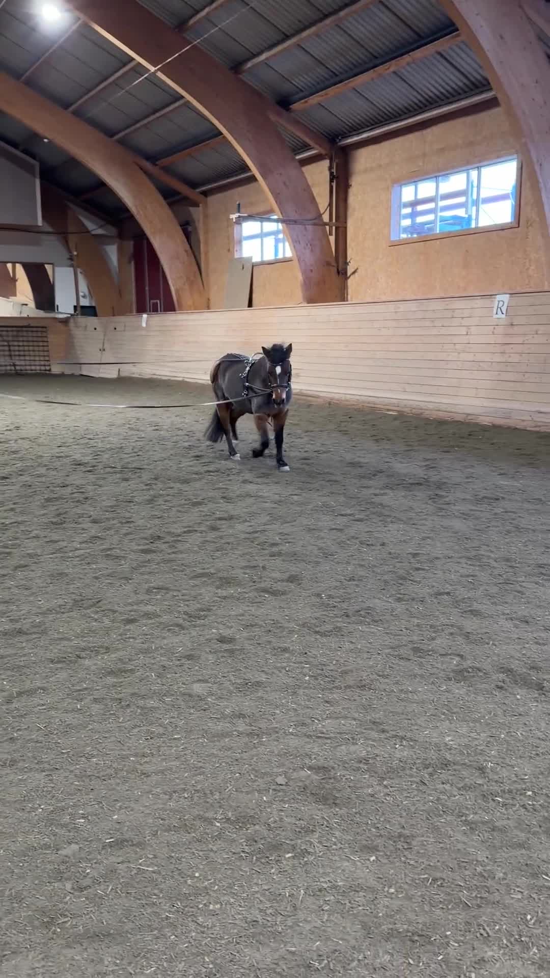 Övrigt hästar till salu: Sötaste B-ponny flickan till salu.  - Video 3