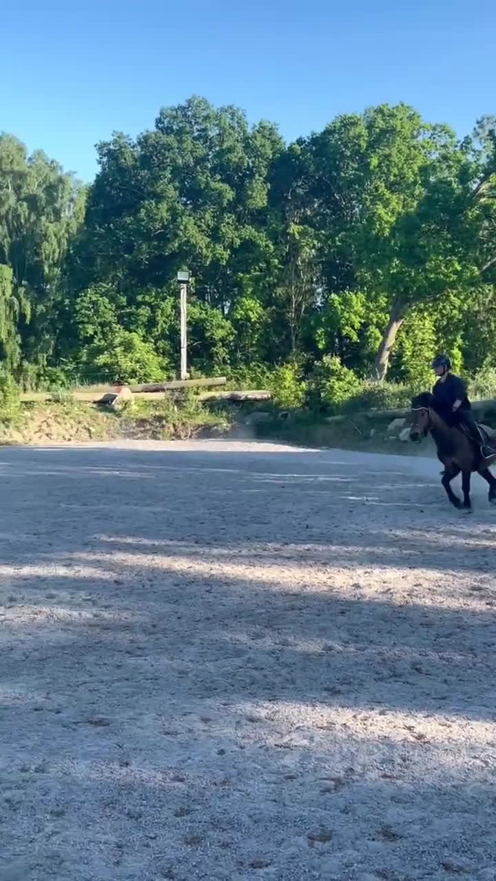Allround hästar till salu: Underbar familje b-ponny! - Video 1