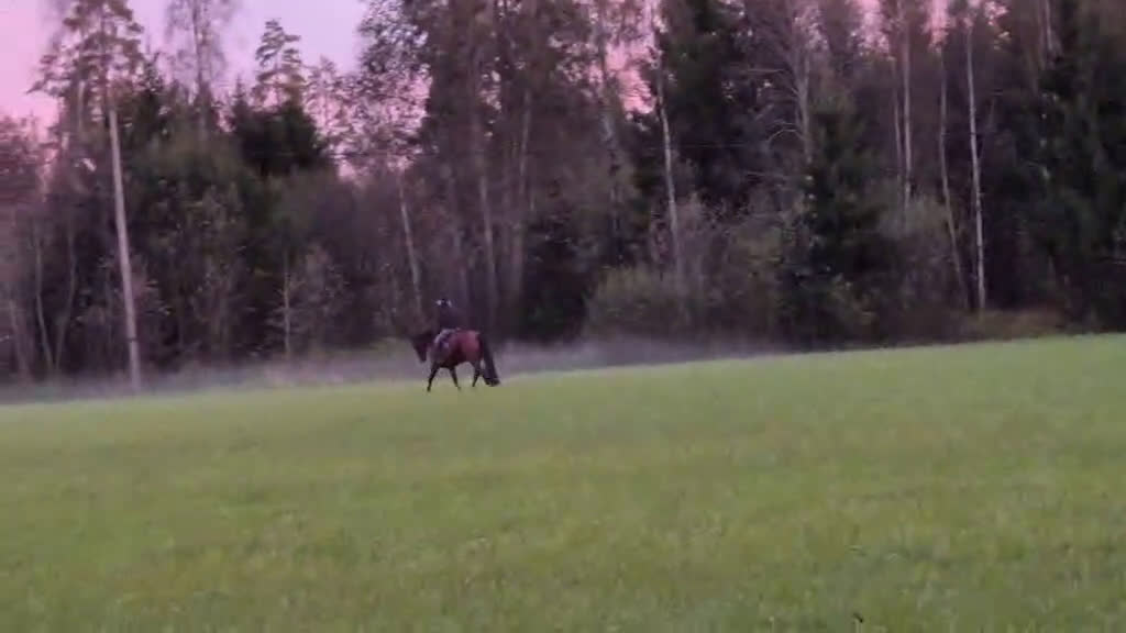 Hoppning hästar till salu: Rolig häst med kapacitet i alla grenar! i Kil - Video 4
