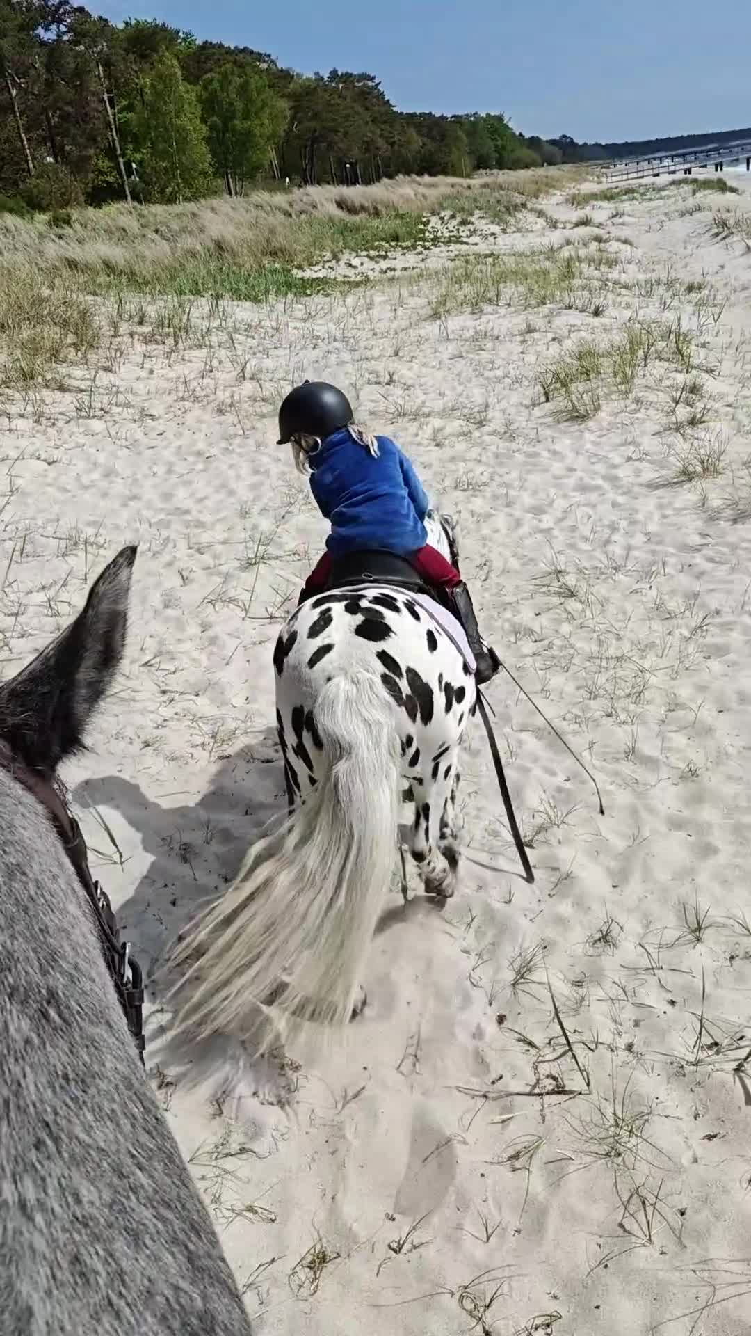 Allround hästar till salu: Gudasnäll barn ponny ⭐ - Video 4