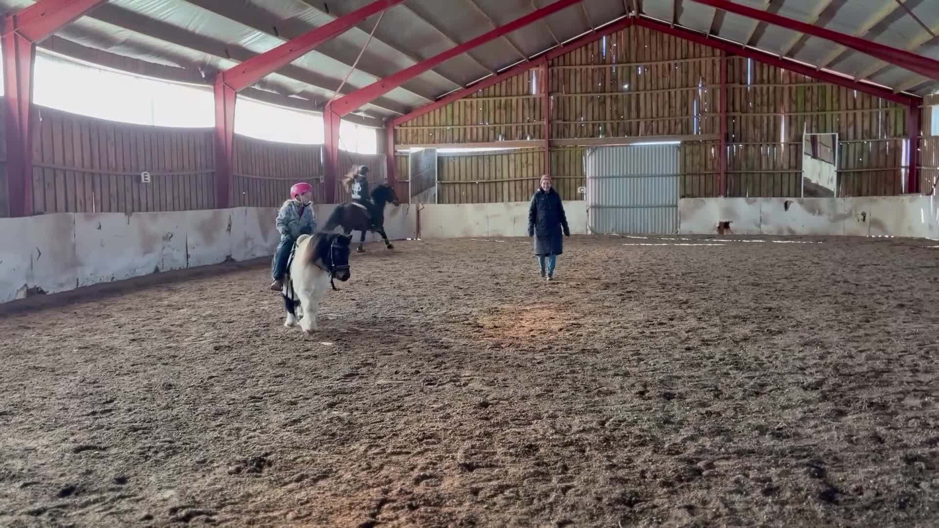 Allround hästar till salu: Inkörd och välhanterad shettis söker nytt hem - Video 5