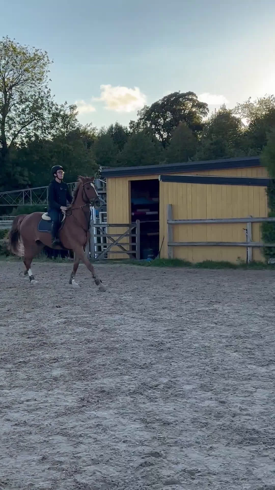 Hoppning hästar till salu: Meriterad valack med psyke som få - Video 2