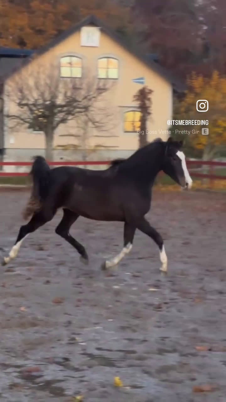 Avelshästar hästar till salu: Vackert sto till avel/sällskap - Video 1