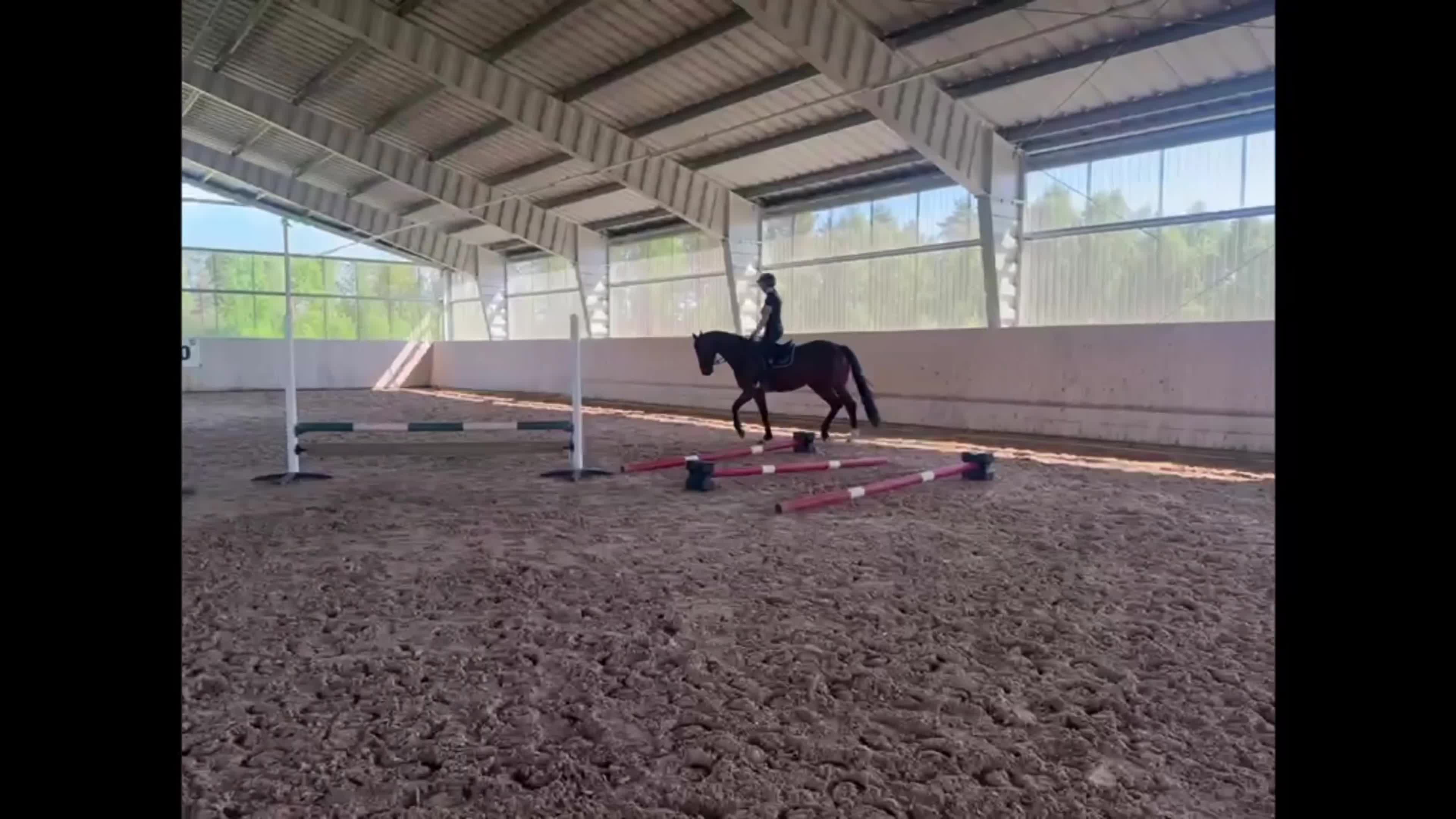 Dressyr hästar till salu: Genomsnäll blivande tävlingshäst  - Video 1